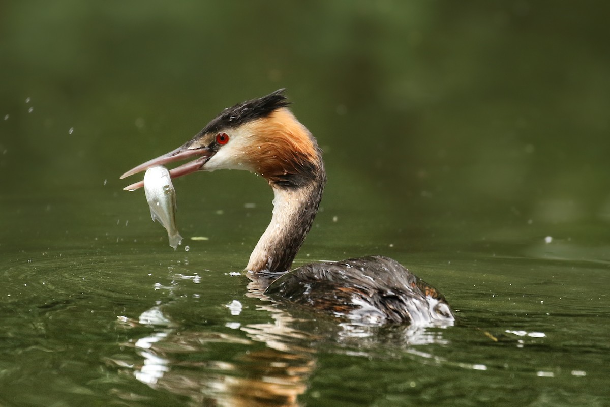 Great Crested Grebe - ML463433191