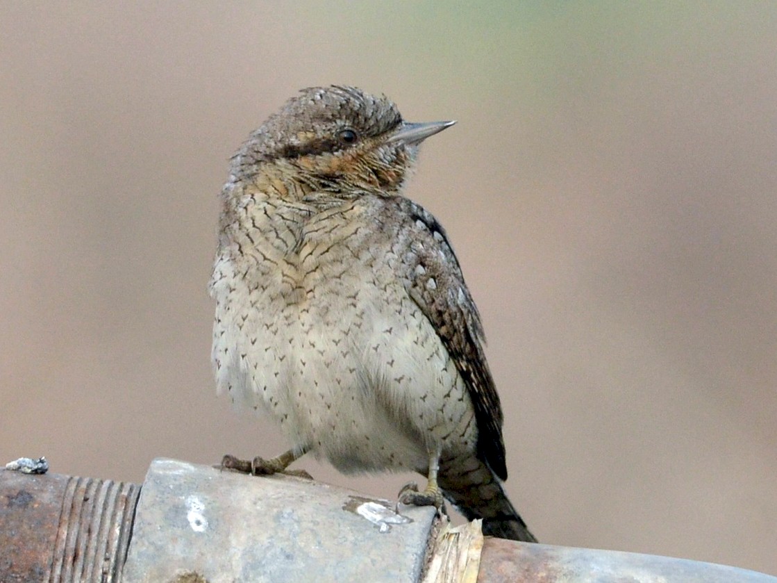 Eurasian Wryneck - Chirag Munje