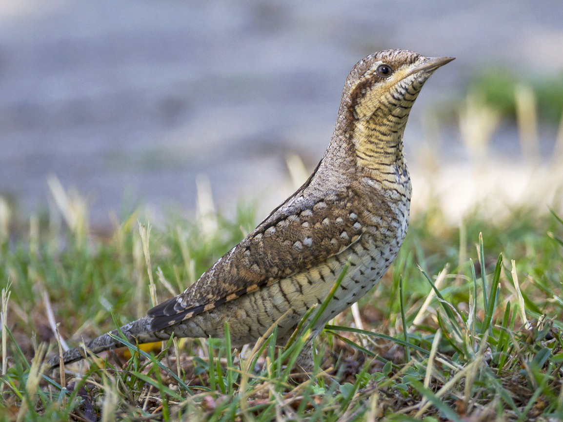 Eurasian Wryneck - Ricardo Rodríguez