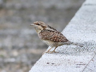 Eurasian Wryneck - eBird
