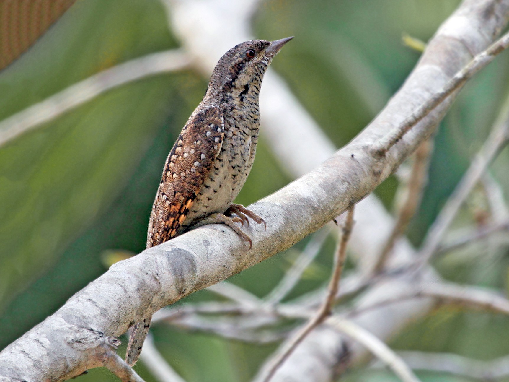 Eurasian Wryneck - Jeremiah Trimble