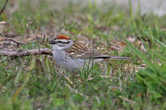 Chipping Sparrow - ML46344271