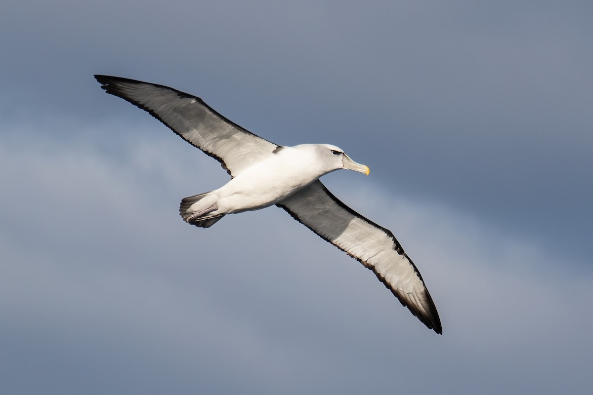 White-capped Albatross - ML463448651