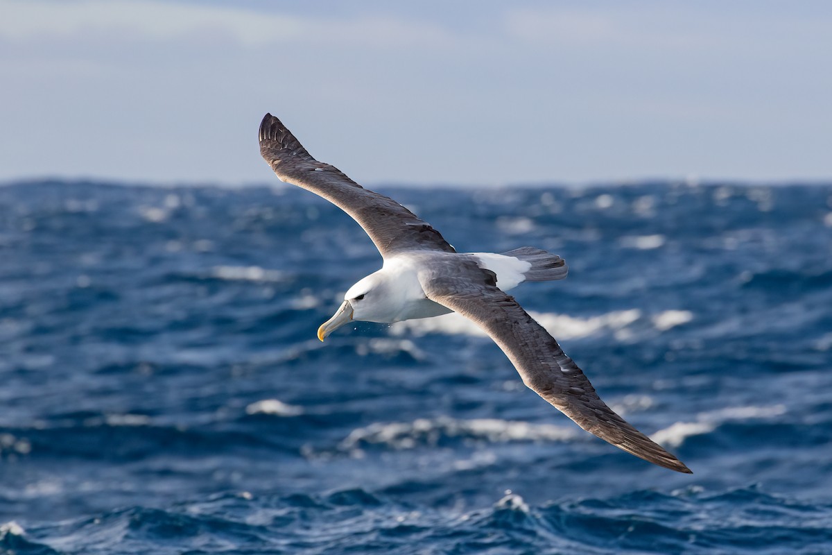 White-capped Albatross - Louis Backstrom