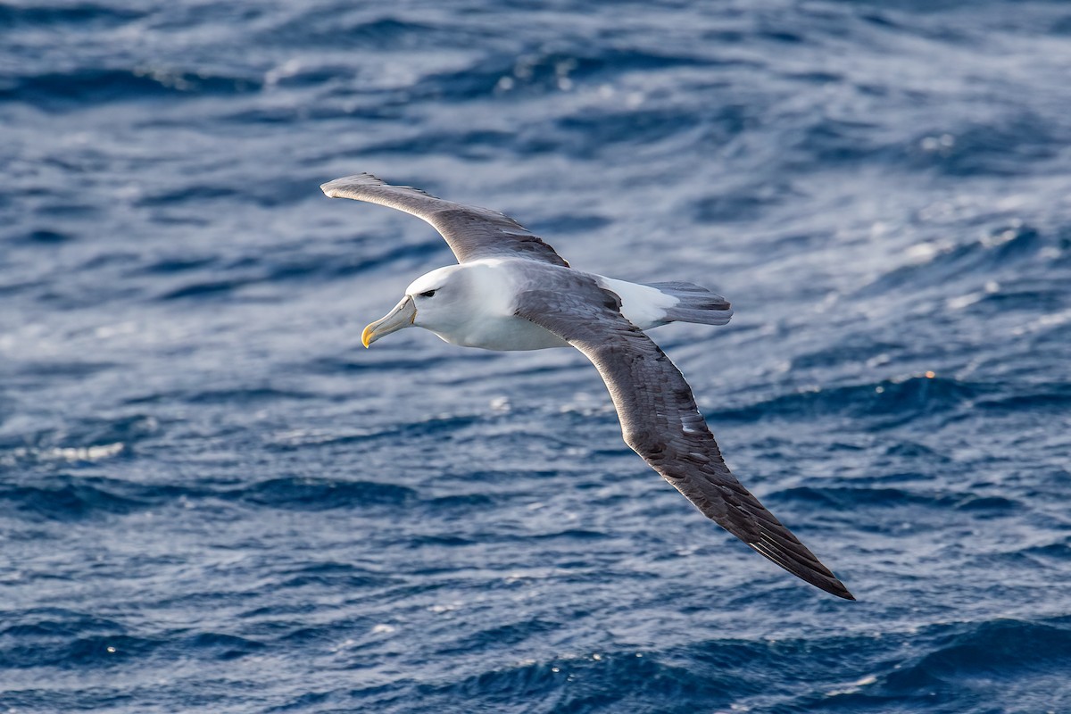 White-capped Albatross - ML463448801