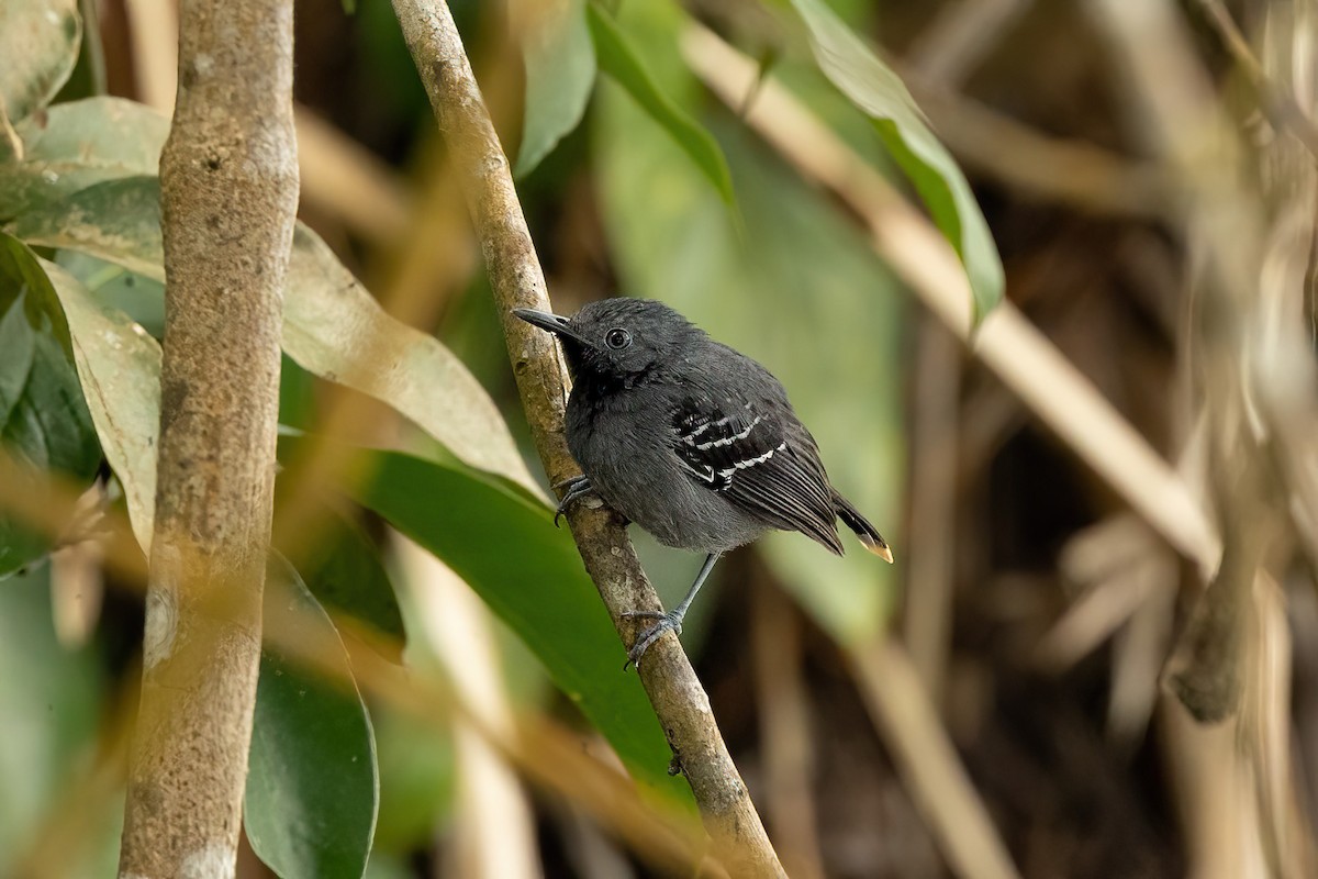 Band-tailed Antbird - Thibaud Aronson