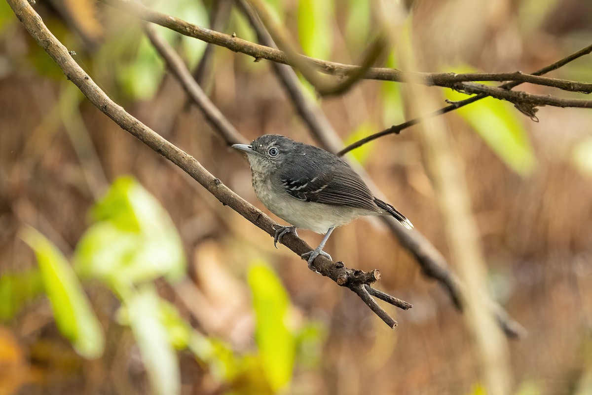 Band-tailed Antbird - Thibaud Aronson