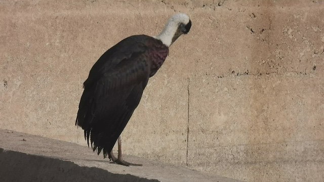 Asian Woolly-necked Stork - ML463452091