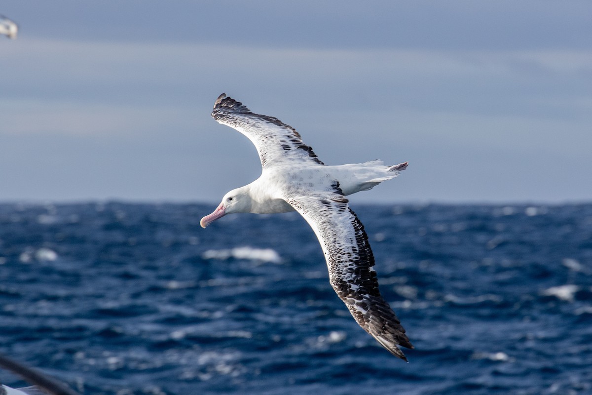 Snowy Albatross - Louis Backstrom
