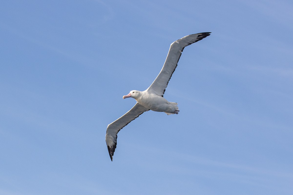 albatros stěhovavý - ML463452581