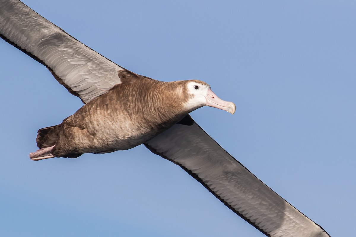 albatros stěhovavý - ML463453021