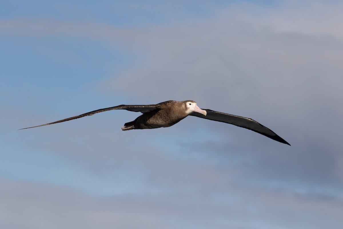 albatros stěhovavý - ML463453091