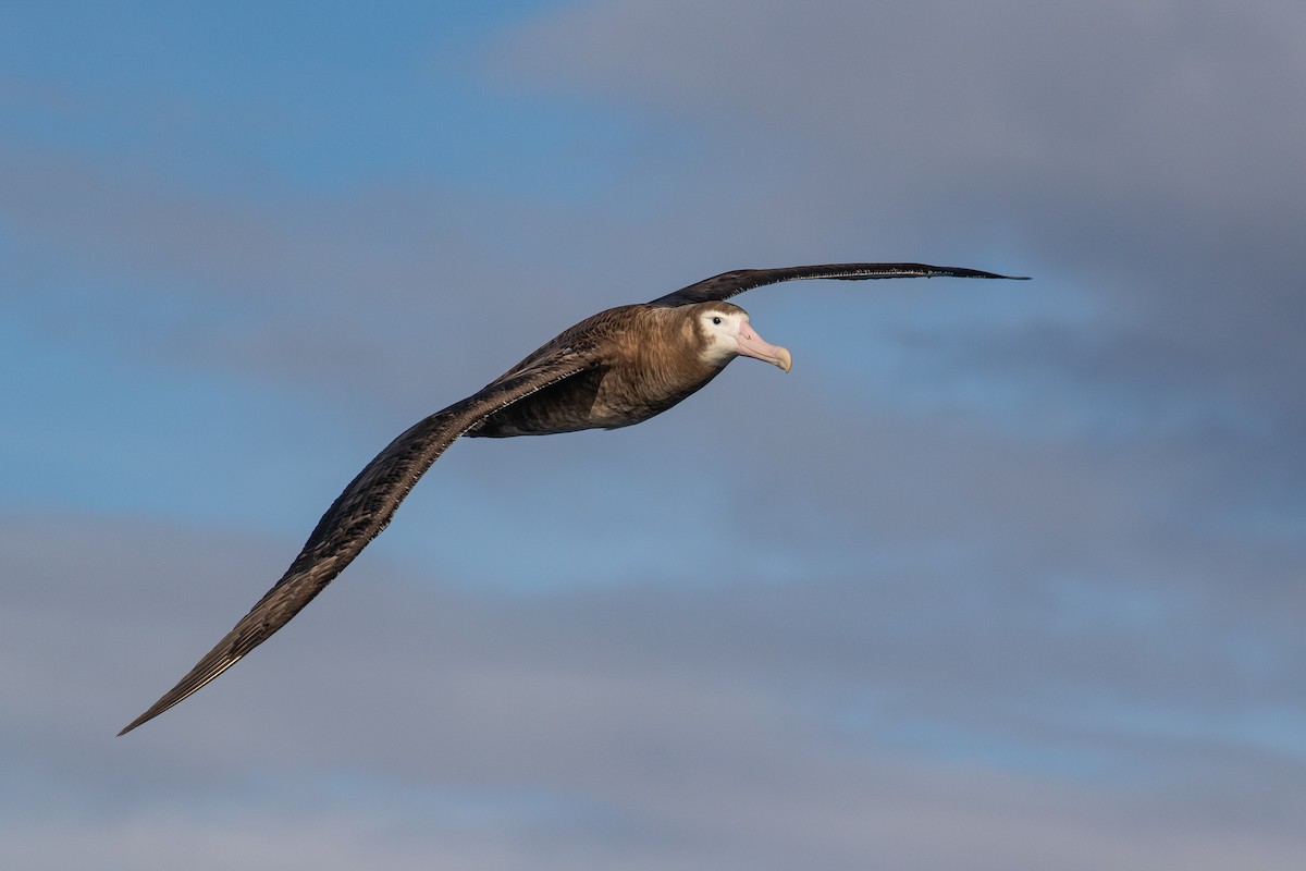 albatros stěhovavý - ML463453101