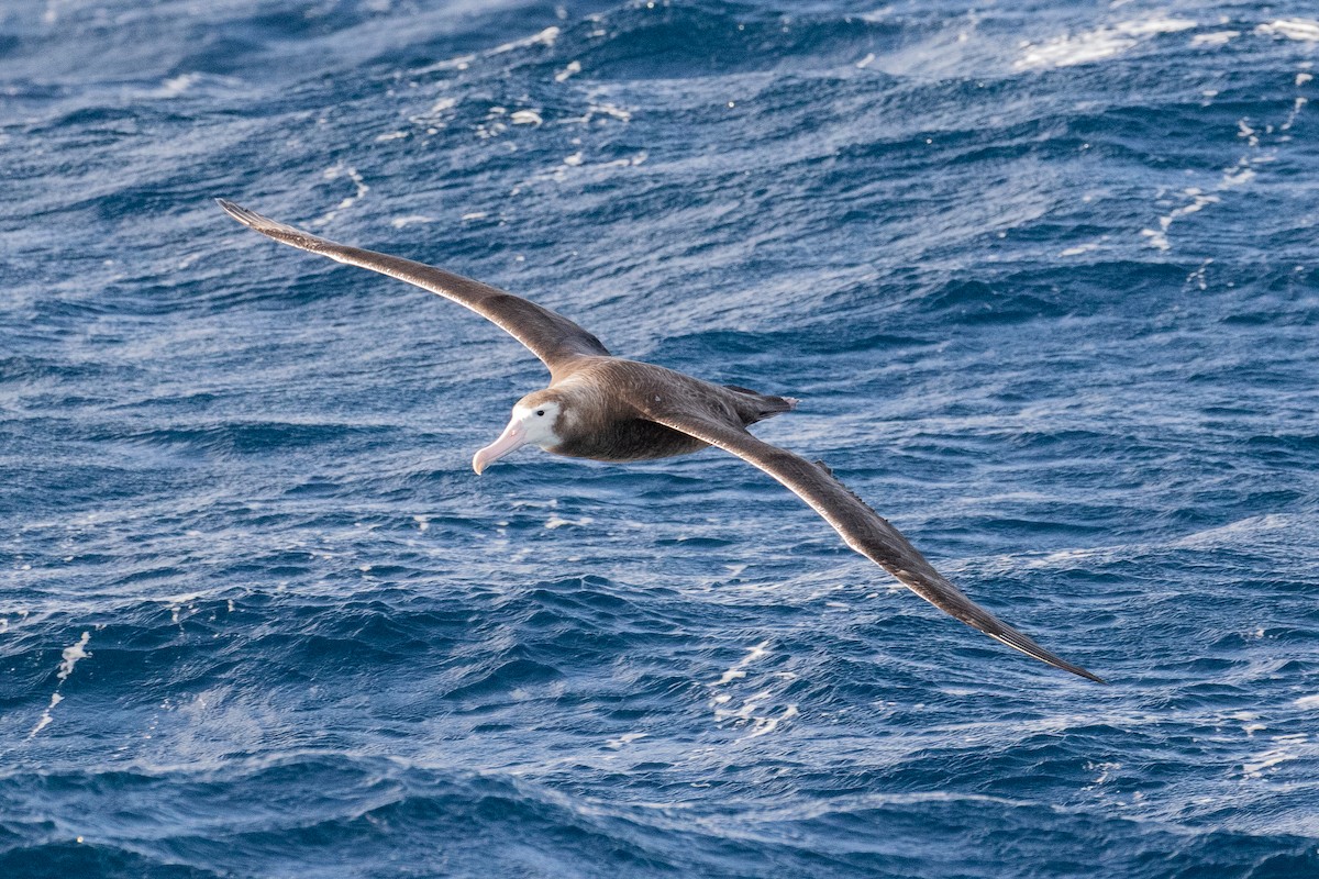 albatros stěhovavý - ML463453121