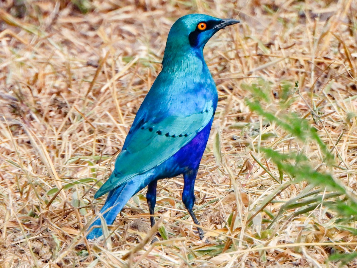 Bronze-tailed Starling - ML463455311