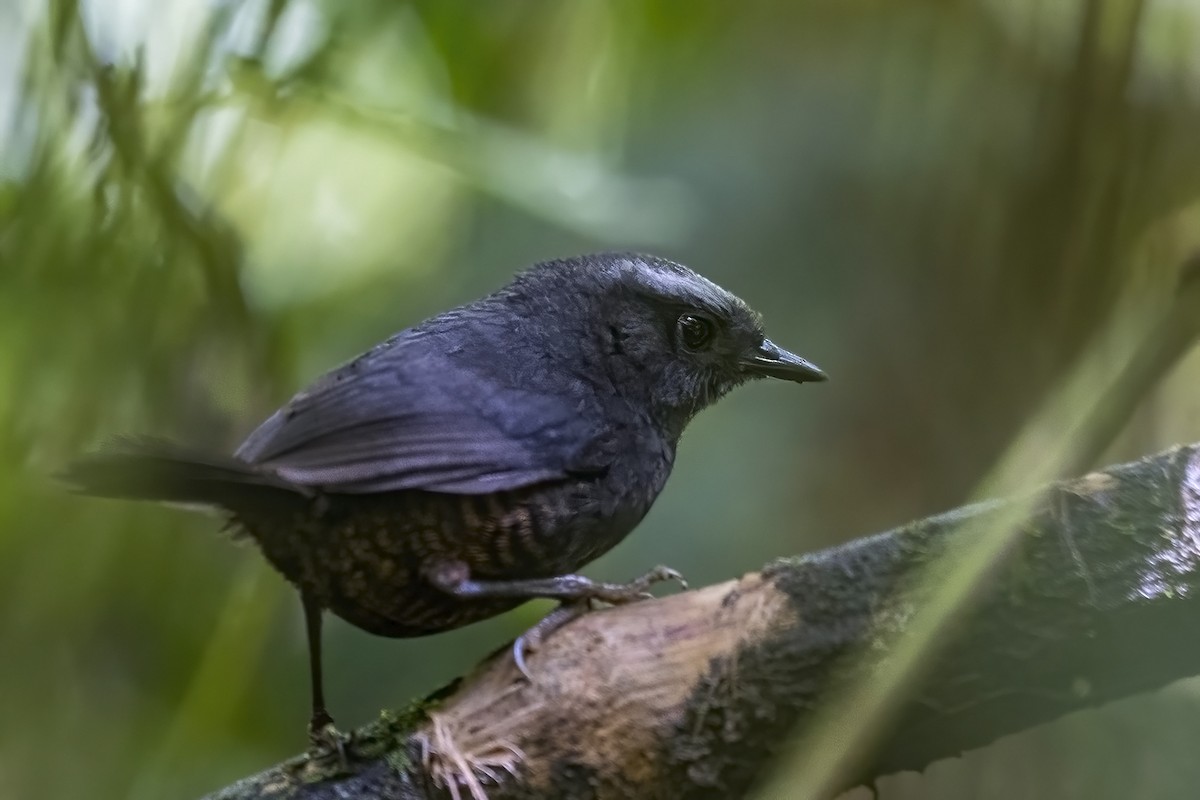 Silvery-fronted Tapaculo - ML463458571