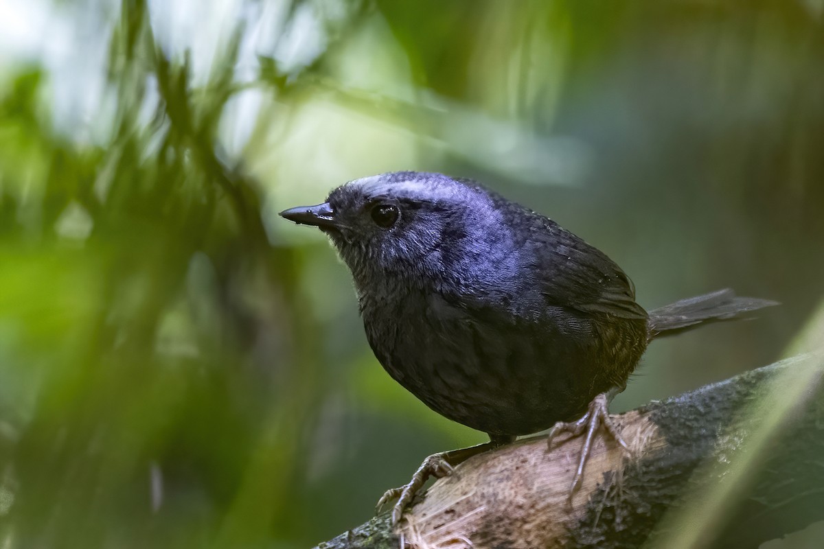 Silvery-fronted Tapaculo - ML463458591