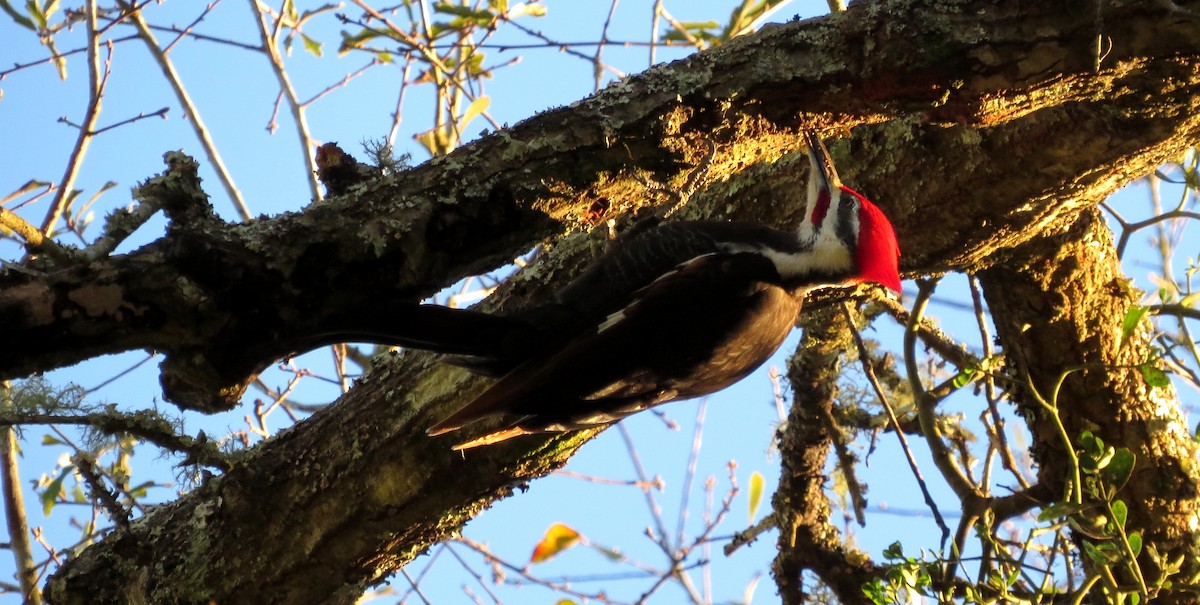 Pileated Woodpecker - John  Mariani