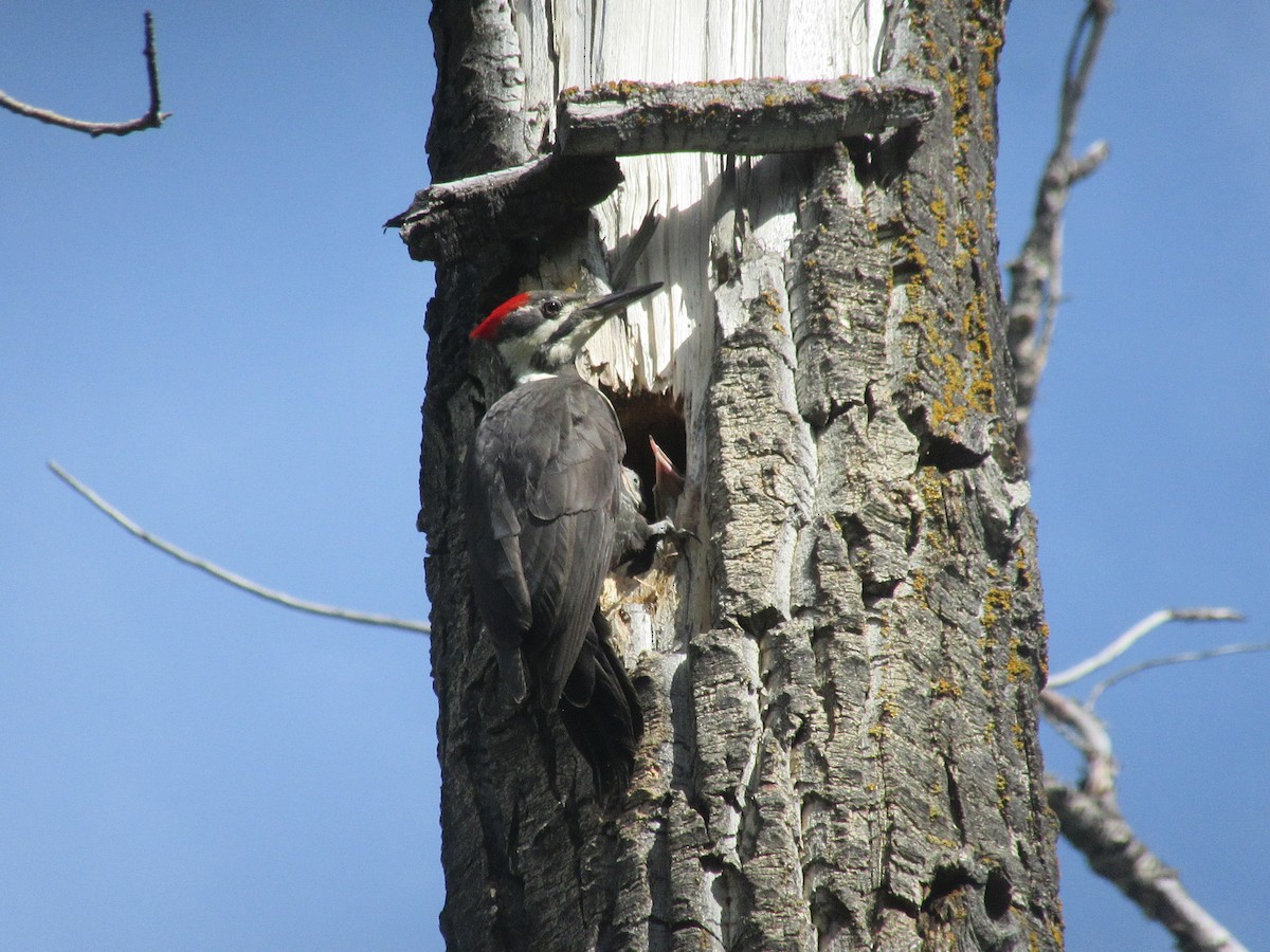 Pileated Woodpecker - ML463461181