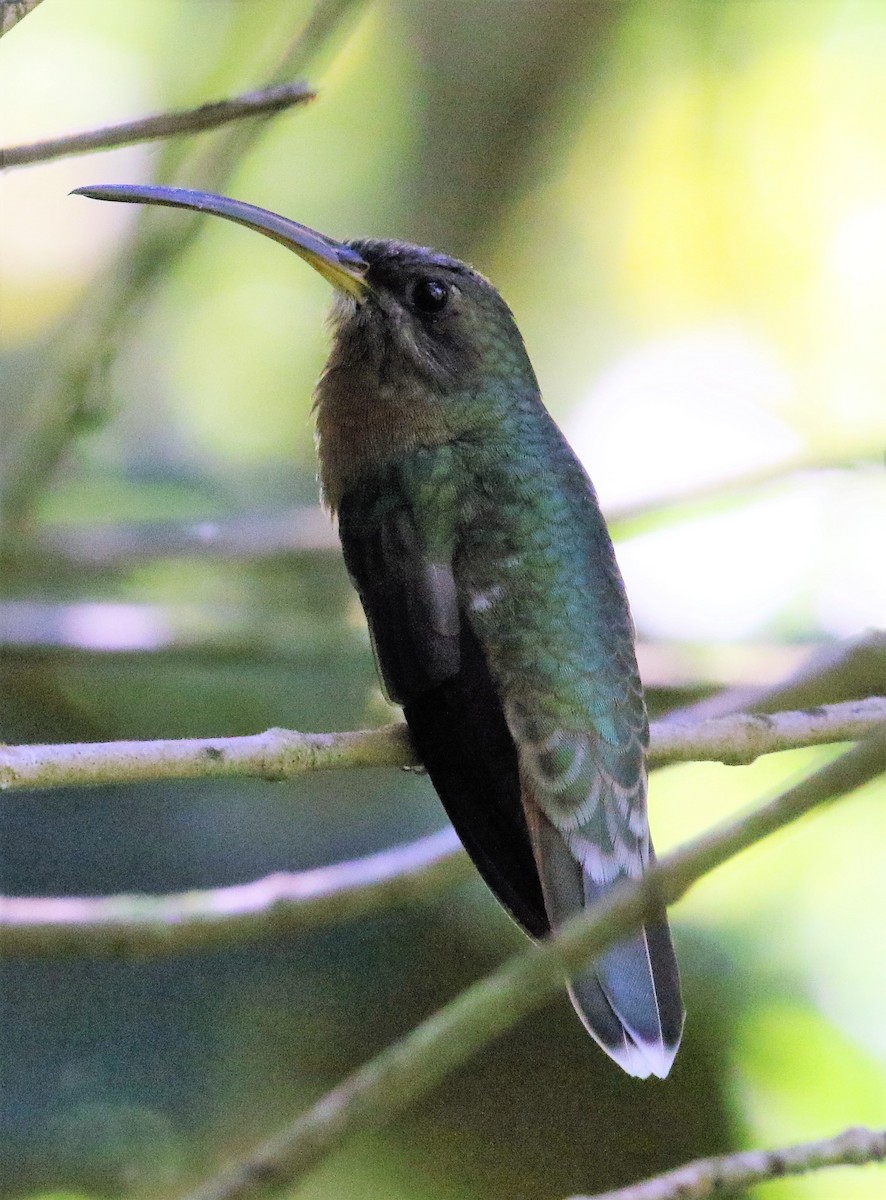 kolibřík ryšavoocasý - ML46346121