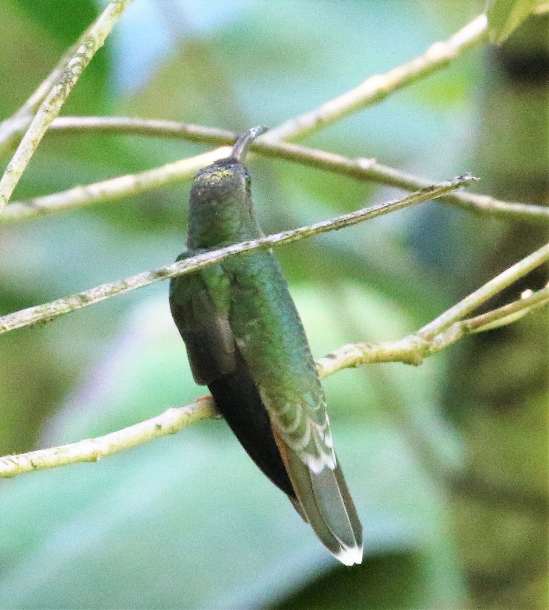 kolibřík ryšavoocasý - ML46346151
