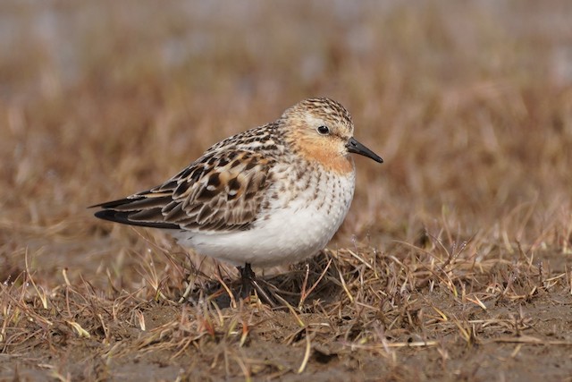 Similar species: Red-necked Stint (<em class="SciName notranslate">Calidris ruficollis</em>). - Red-necked Stint - 