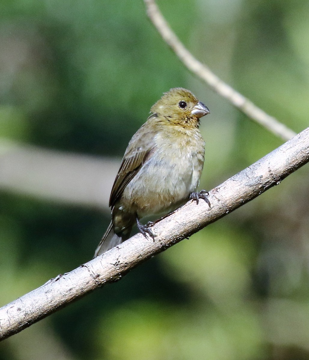 Variable Seedeater - ML46346741