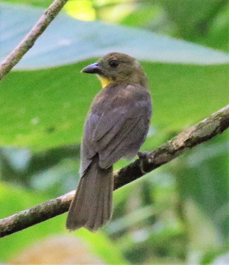 Red-throated Ant-Tanager - ML46346761