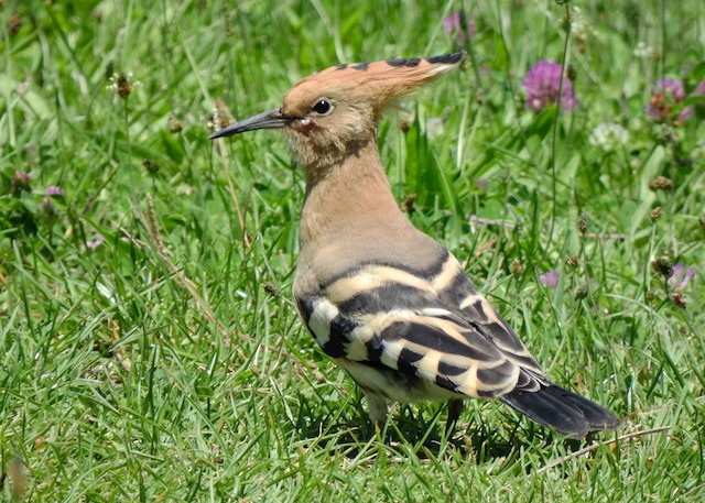 Juvenile Plumage (subspecies <em class="SciName notranslate">epops</em>). - Eurasian Hoopoe - 