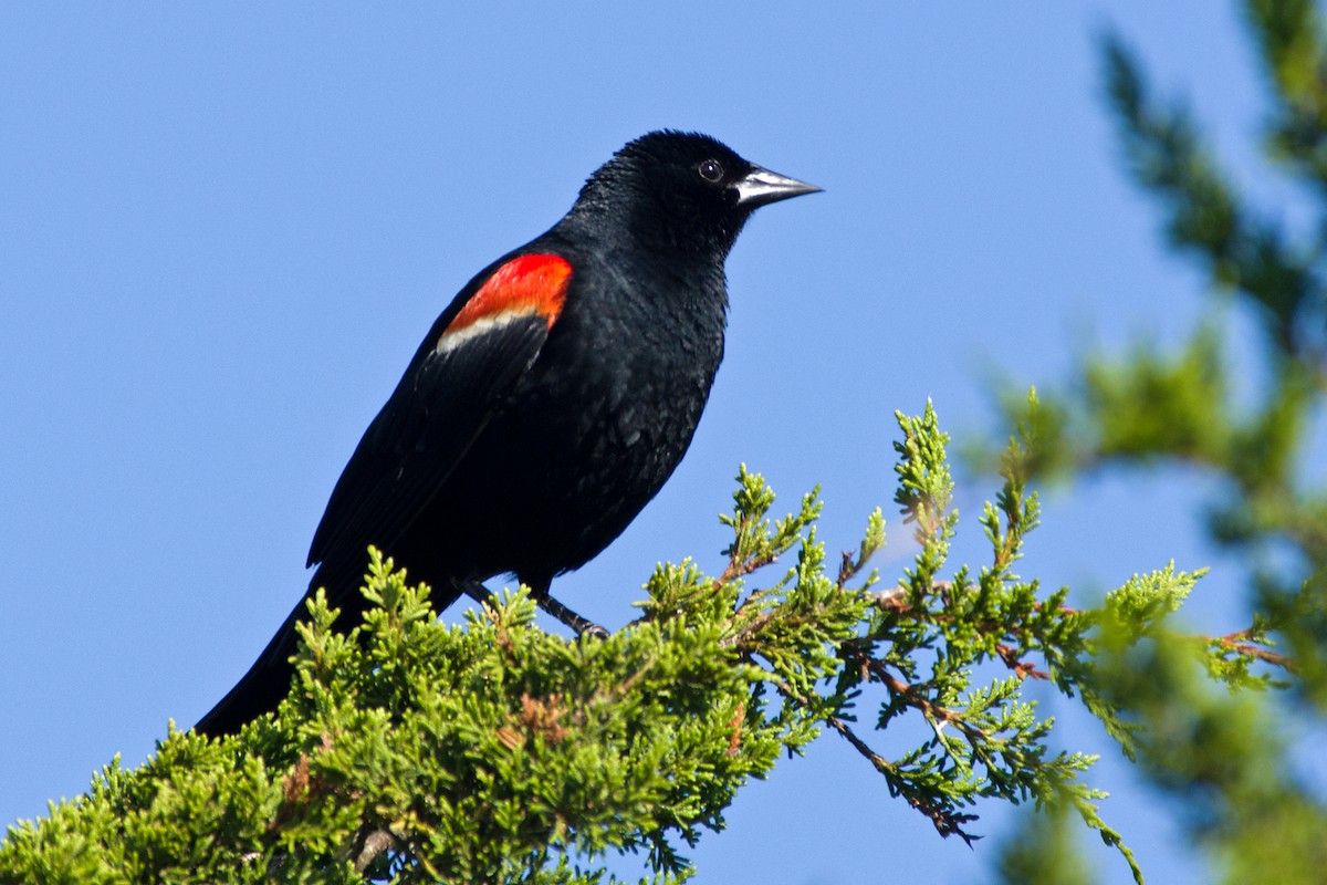 Red-winged Blackbird (Red-winged) - Rob Dickerson