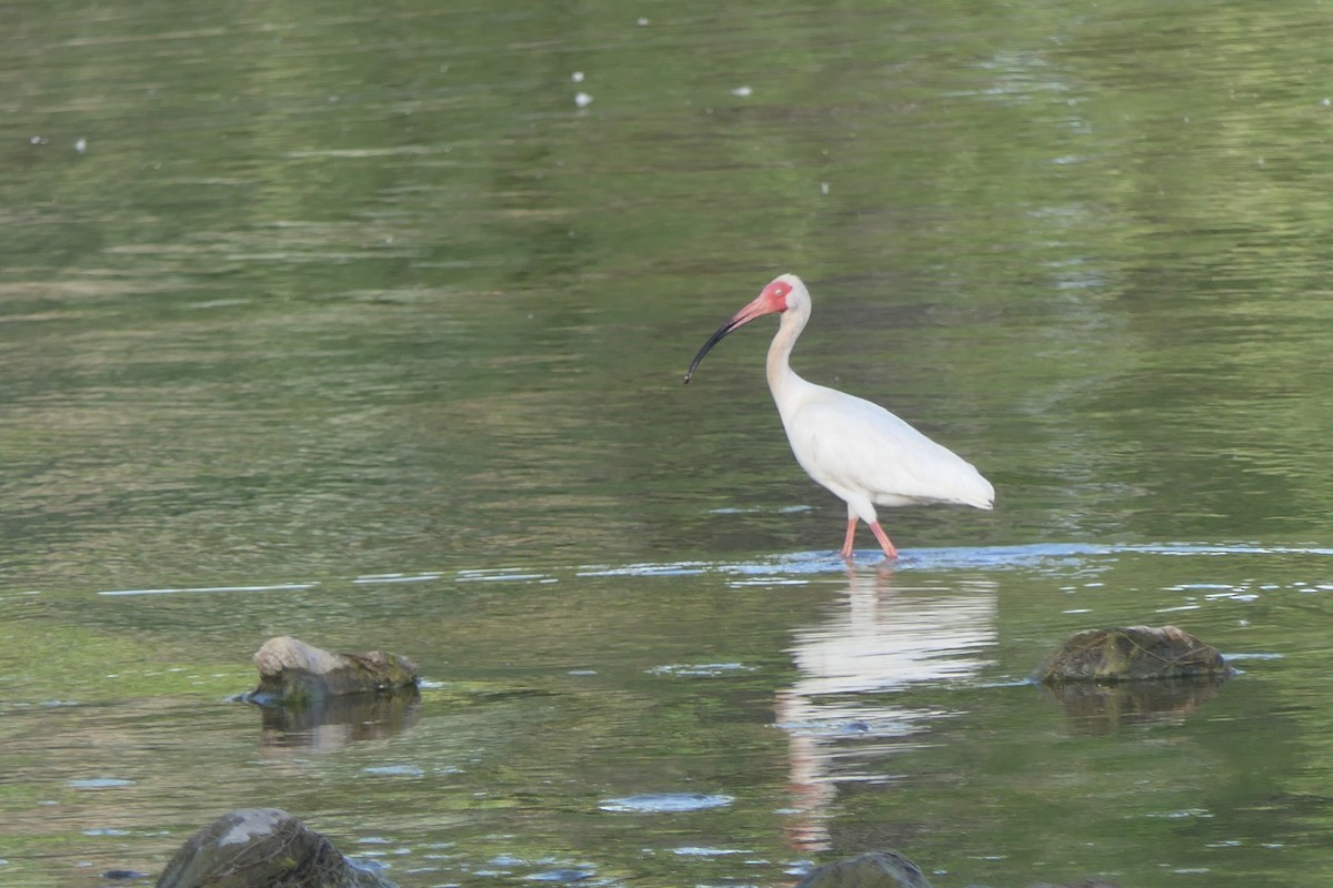 ibis bílý - ML463470971