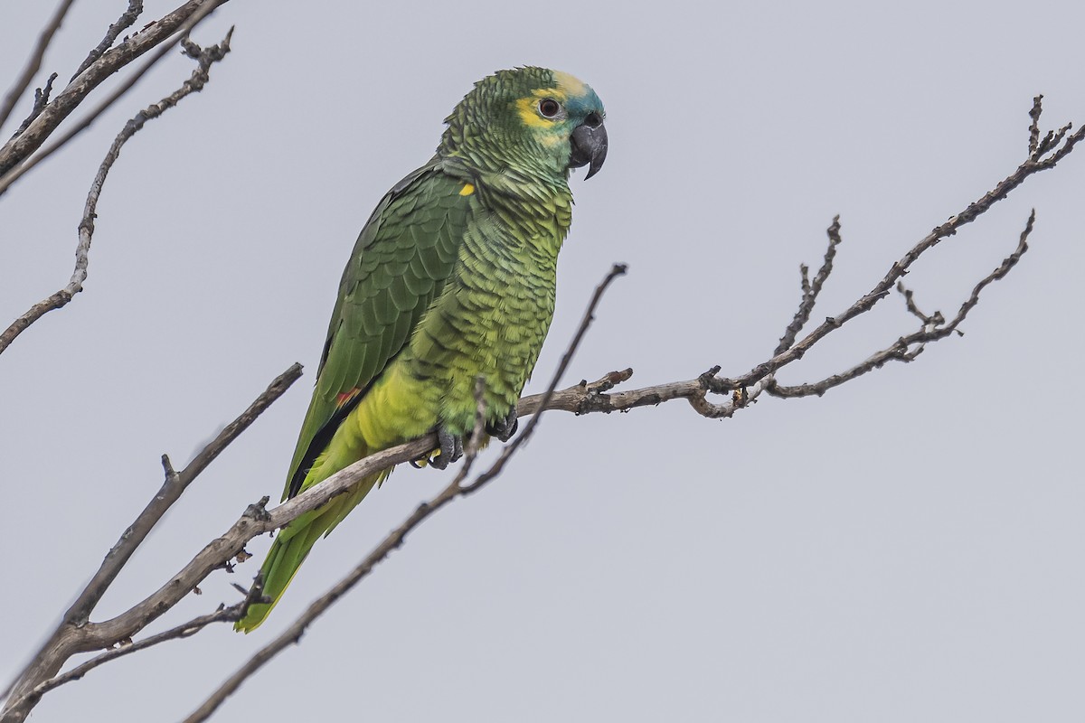 Turquoise-fronted Parrot - ML463472541