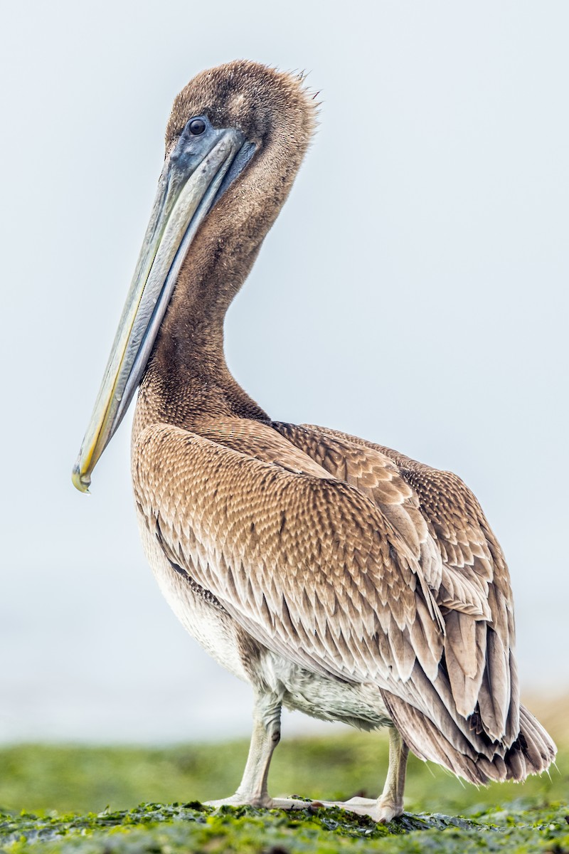 pelikán hnědý - ML463473481