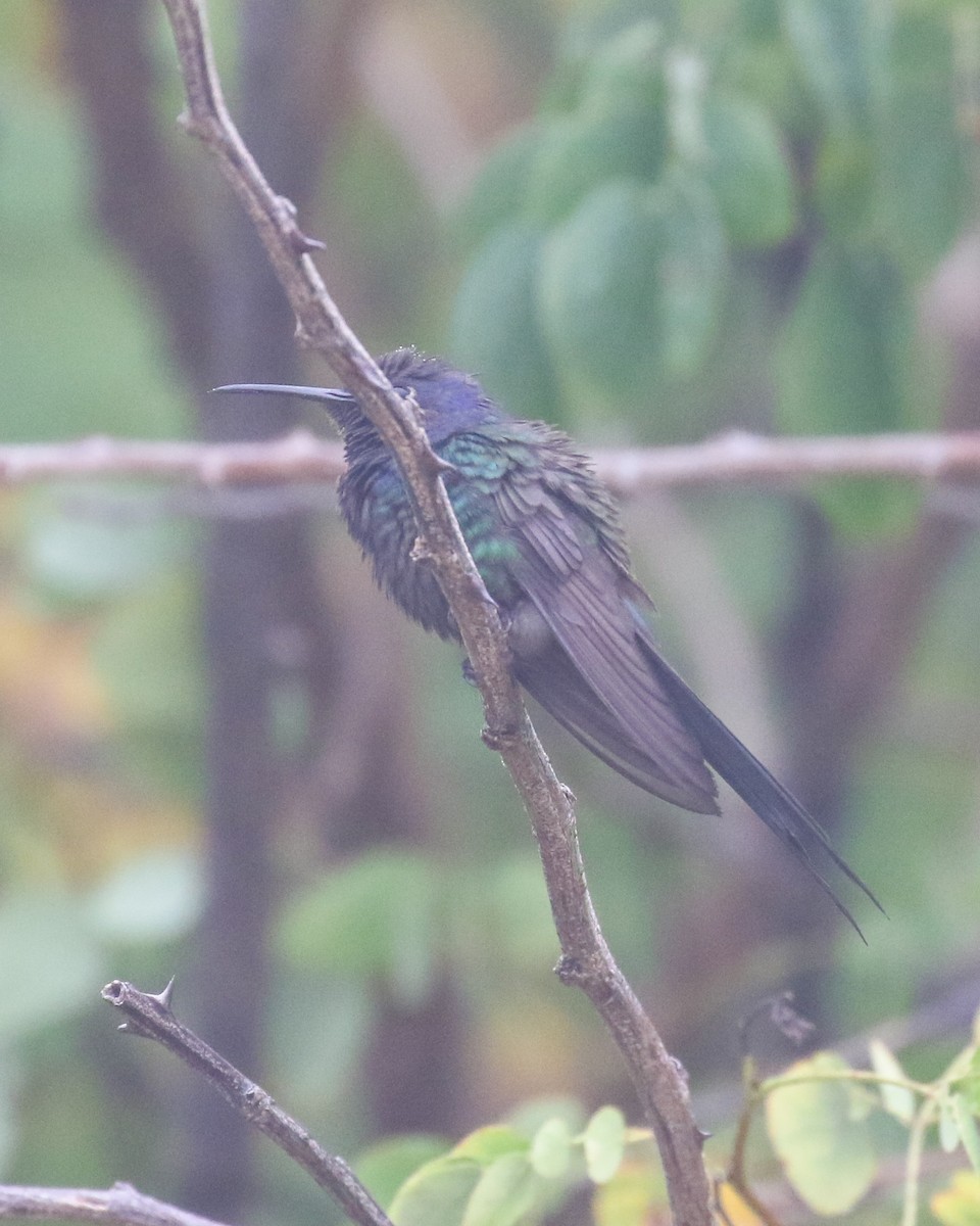 Swallow-tailed Hummingbird - ML463474421