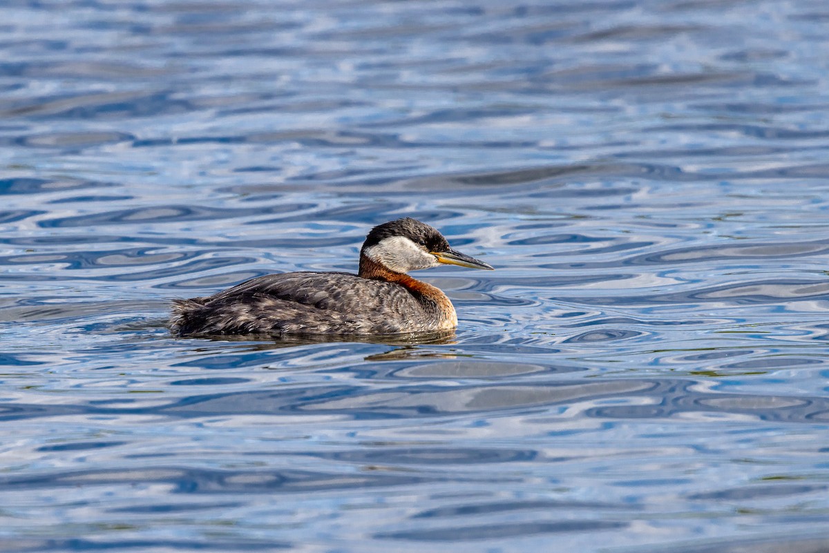 Red-necked Grebe - ML463477981