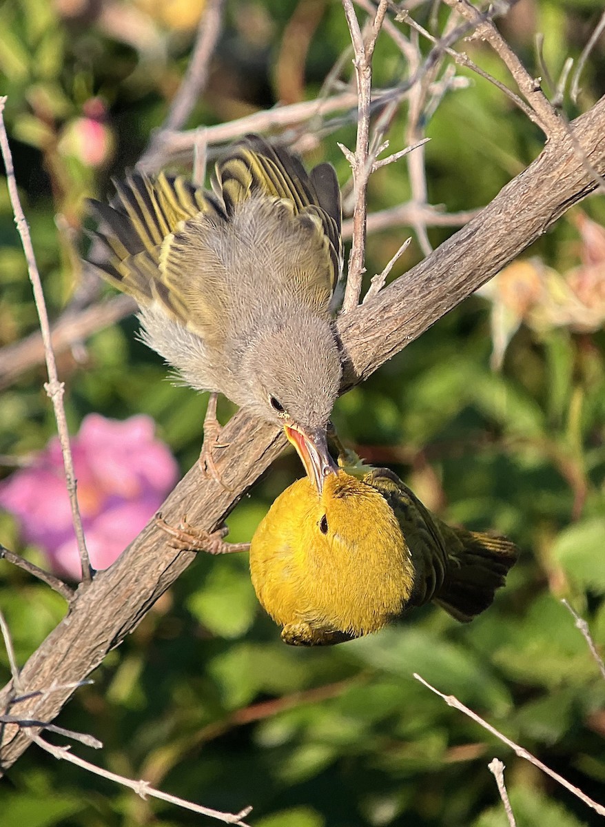 Yellow Warbler (Northern) - ML463478171