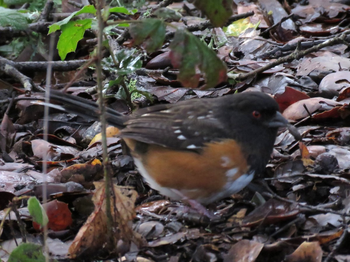 Spotted Towhee - ML46347841