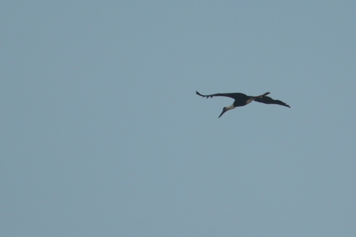Asian Woolly-necked Stork - ML46347931