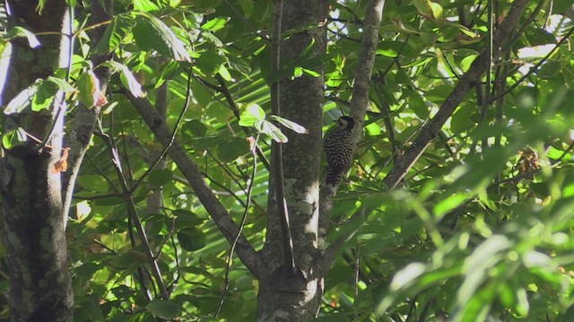 Checkered Woodpecker - ML463486411