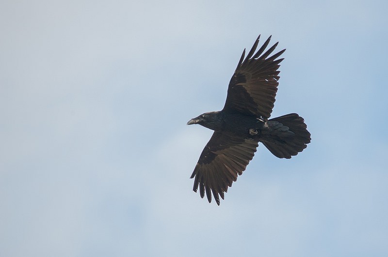 Common Raven - ML46349191