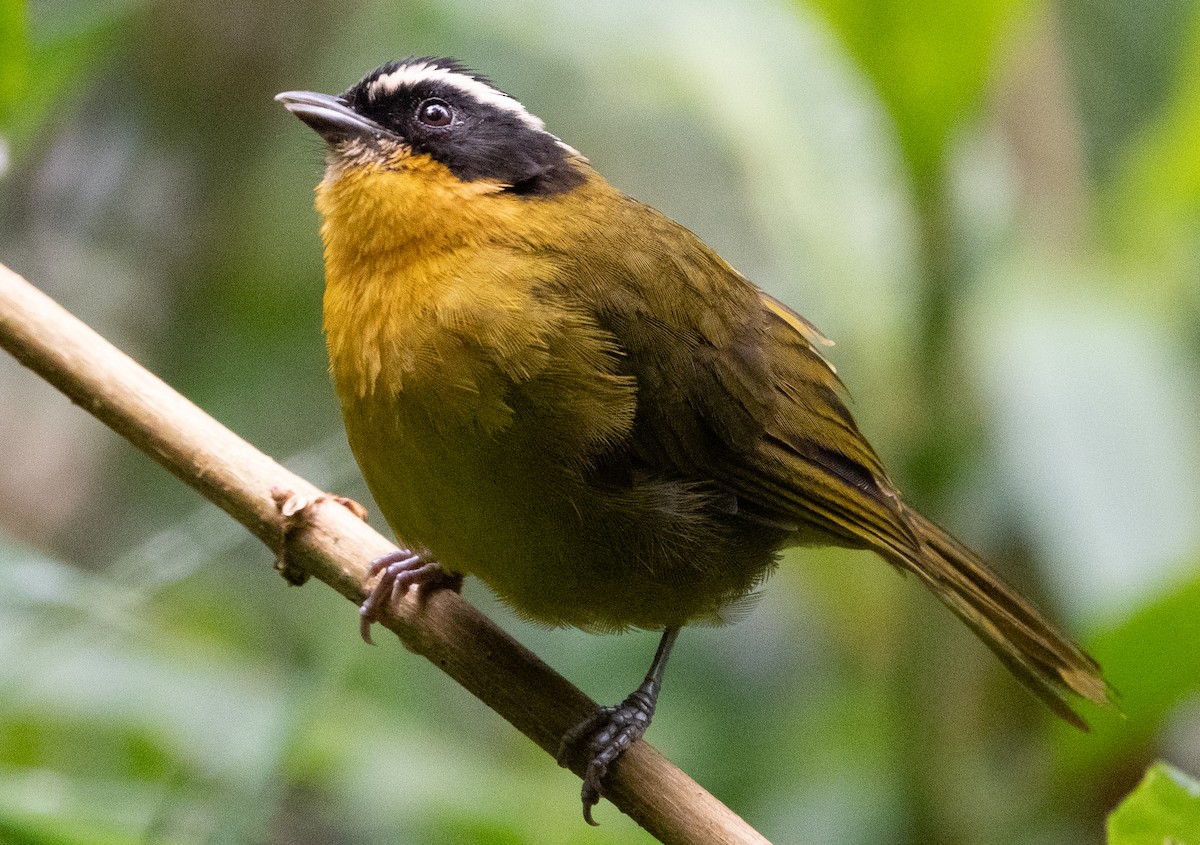 Black-capped Hemispingus - ML463492311