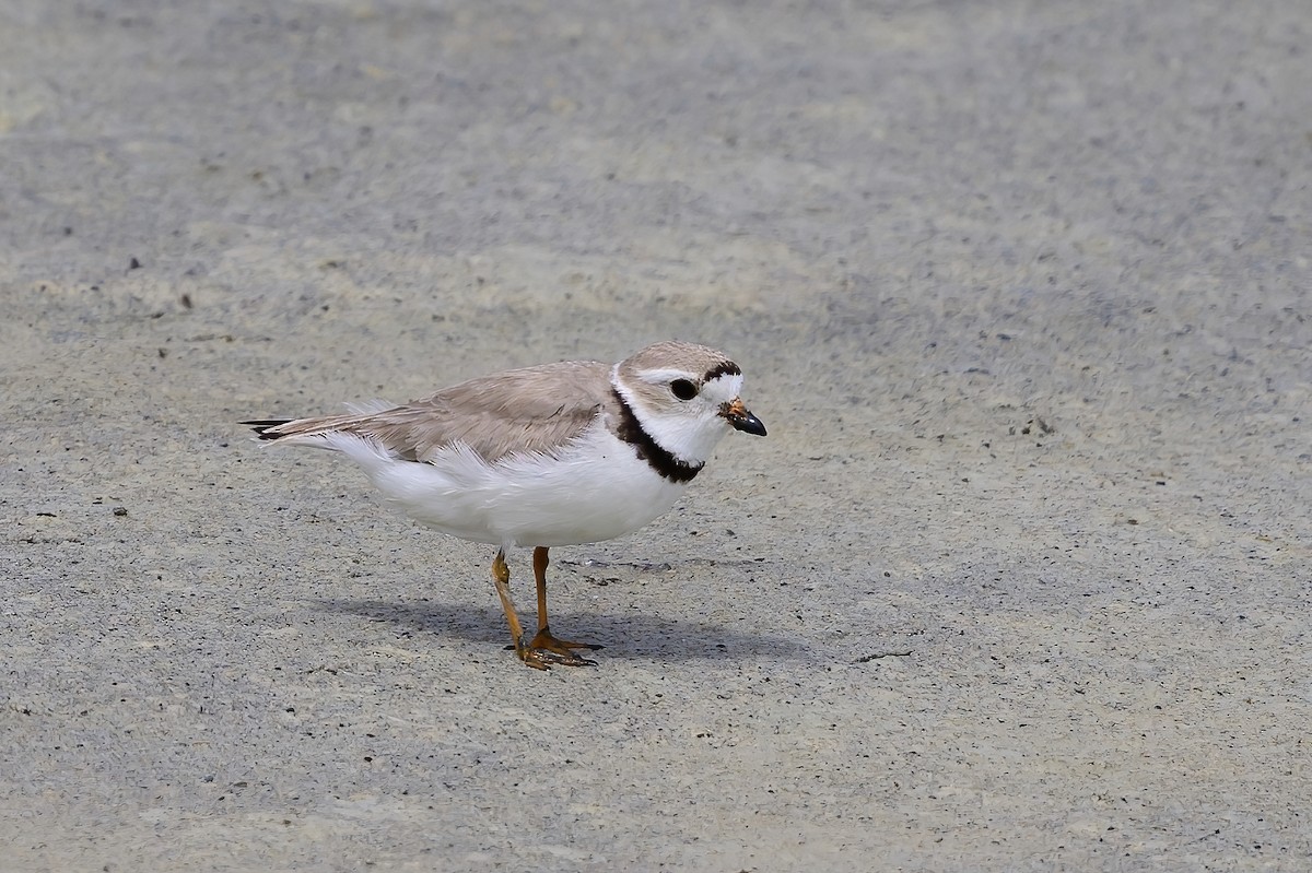 Piping Plover - ML463492881