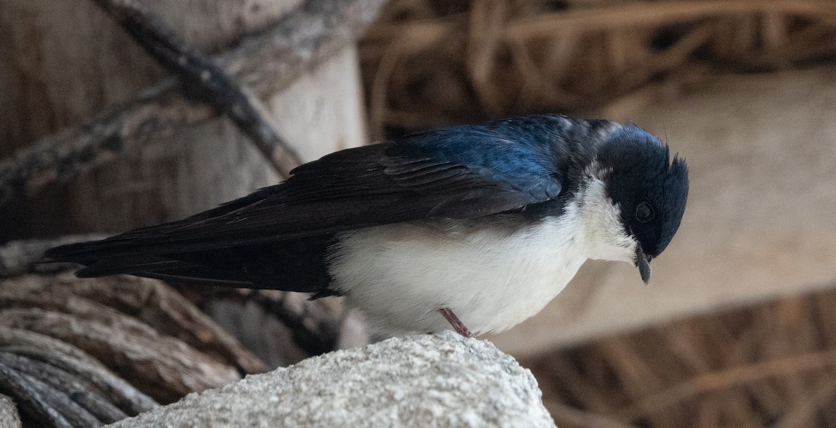 Blue-and-white Swallow - ML463493161