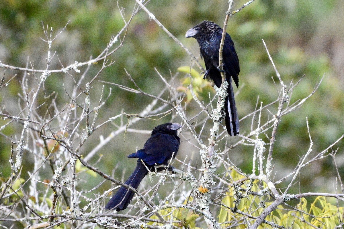 Smooth-billed/Groove-billed Ani - ML463493441