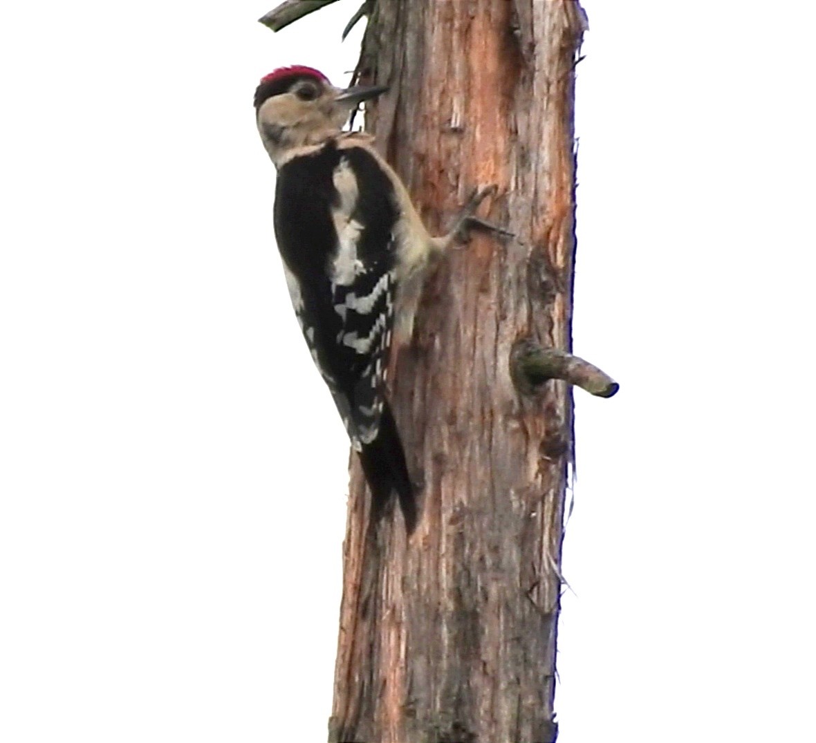 Syrian Woodpecker - ML463494181