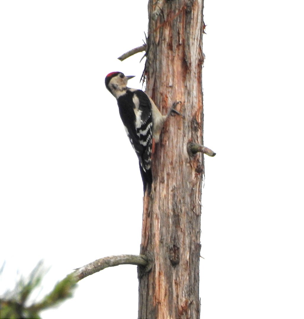 Syrian Woodpecker - ML463494191