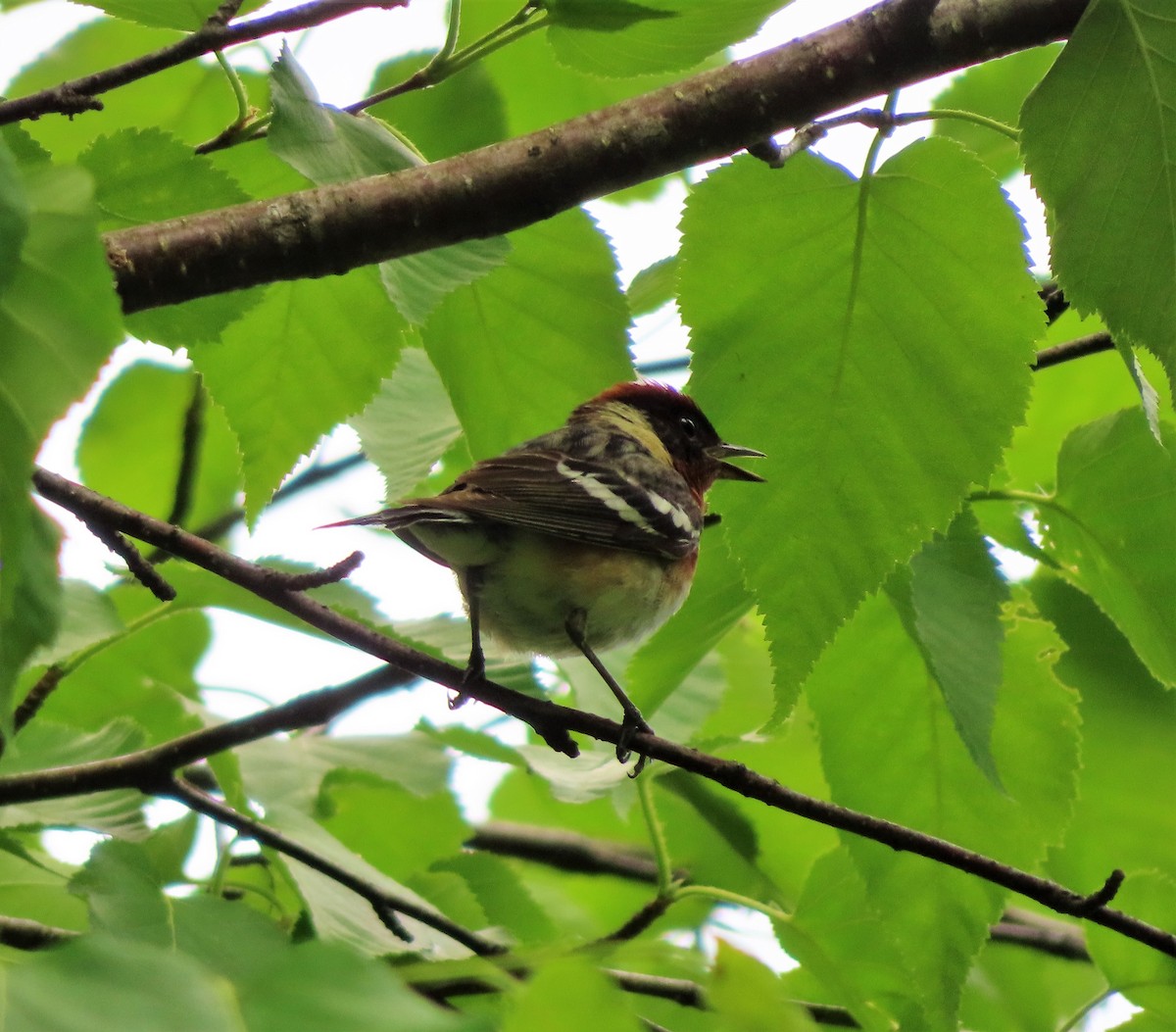 Bay-breasted Warbler - ML463498041