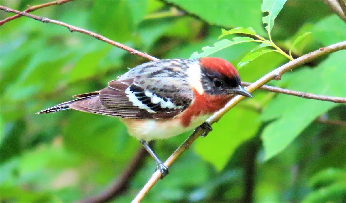 Bay-breasted Warbler - ML463498061