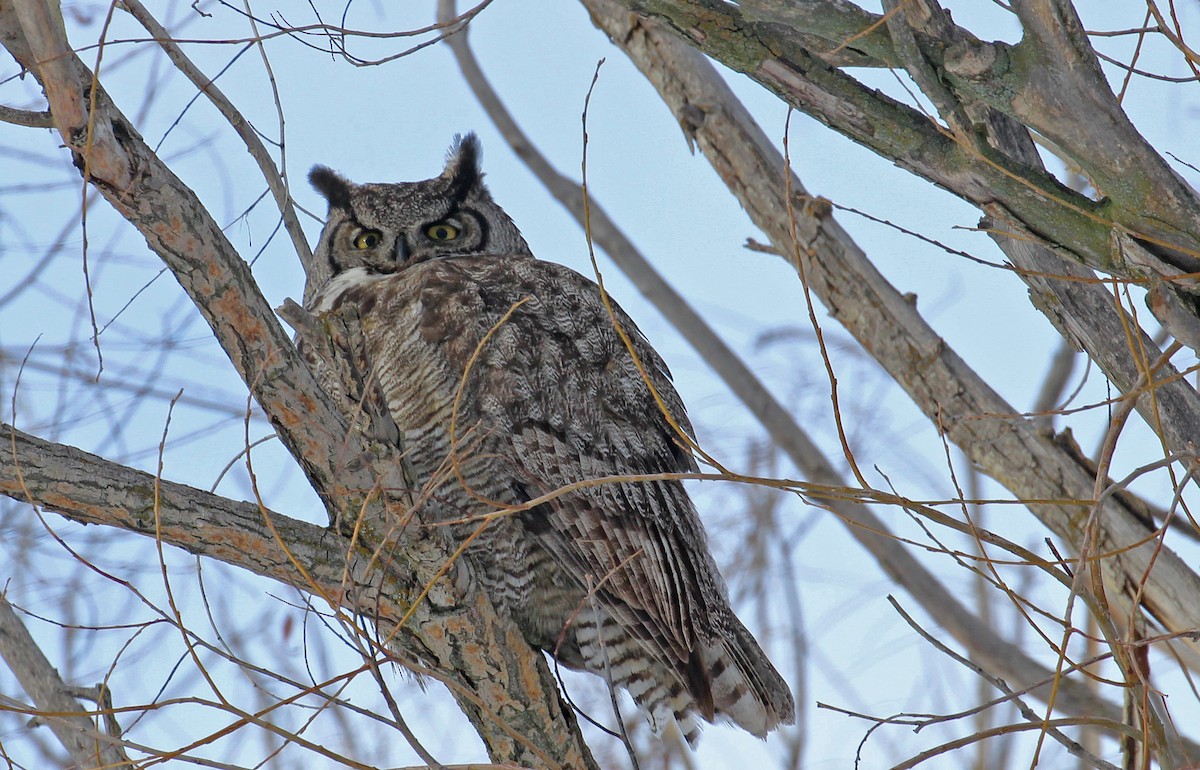 Great Horned Owl - Chuck Gates