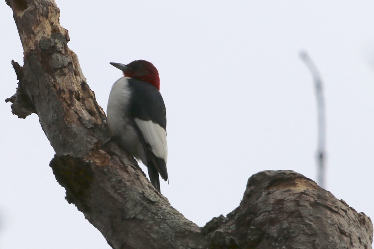Red-headed Woodpecker - Dan Rottino